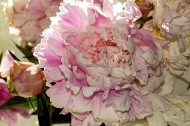 Şakayıklarla dolu bir hayat