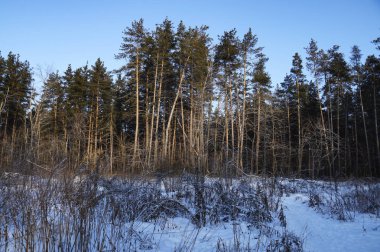 Kış ormanda bir yürüyüş