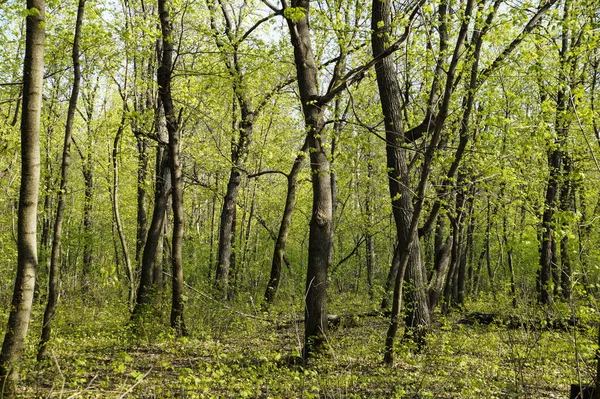 森の春の目覚め — ストック写真