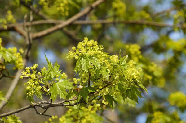 Despertar Primavera Floresta — Fotografia de Stock