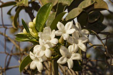 Limassol, Kıbrıs sokaklarında yürümek