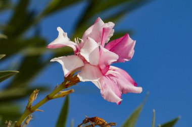 Limassol, Kıbrıs sokaklarında yürümek