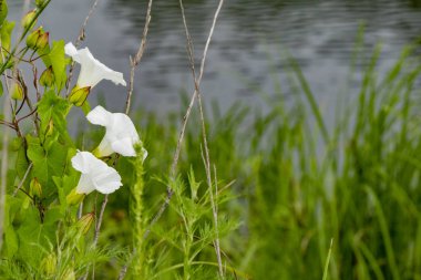 spacery wzdłuż rzeki