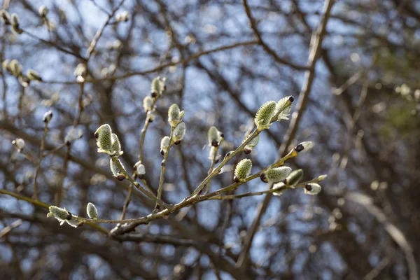 Spring Forest — Stock Photo, Image