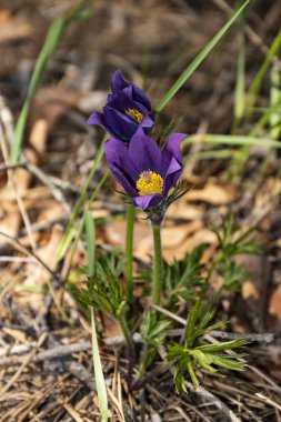 çuha çiçeği gözlemleri