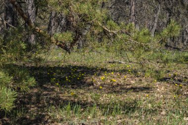 bahar ormanında bahar orman yürüyüşü