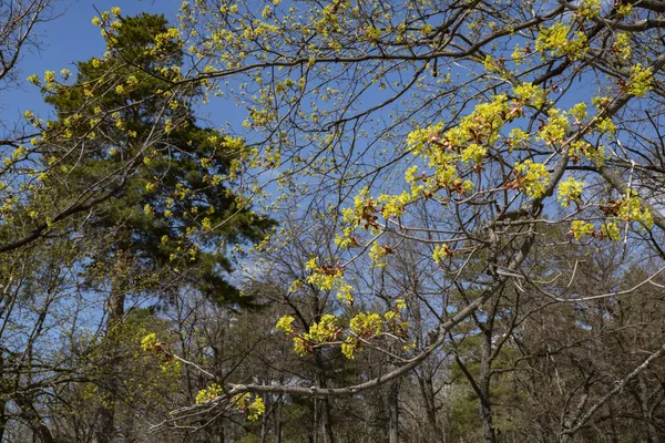 Forest Glade — Stock Photo, Image