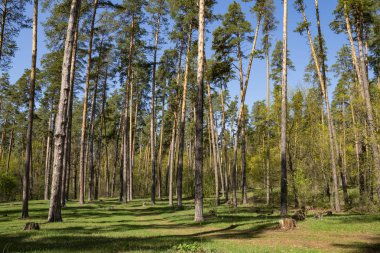bahar ormanında bir yürüyüş