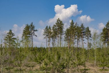 bahar ormanında bir yürüyüş