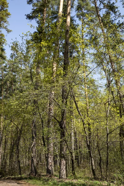 Paseo Por Bosque Primavera — Foto de Stock