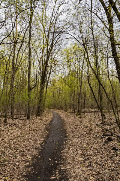 Caminar Bosque Primavera — Foto de Stock