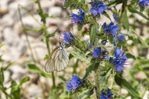 Mariposa Sobre Flor Azul — Foto de Stock