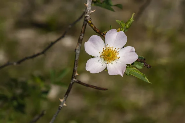 Rosehip Flower Thin Branch — Stock Photo, Image