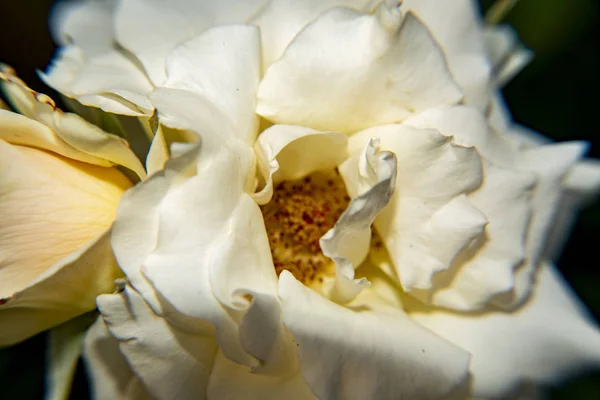 Λευκό Τριαντάφυλλο Λουλούδι Λεπτή Πέταλα — Φωτογραφία Αρχείου