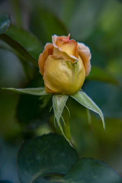 Κλαδί Τριαντάφυλλο Bud — Φωτογραφία Αρχείου