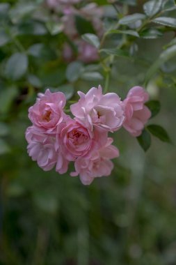 narin pembe gül çiçeklenme ile ince dal