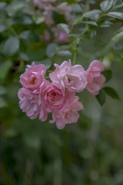 细枝与细腻的粉红色玫瑰的花序 — 图库照片
