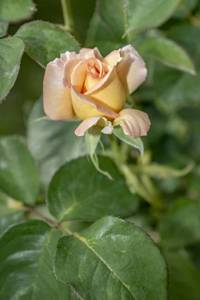 Una Delgada Rama Rosas Con Delicado Brote —  Fotos de Stock