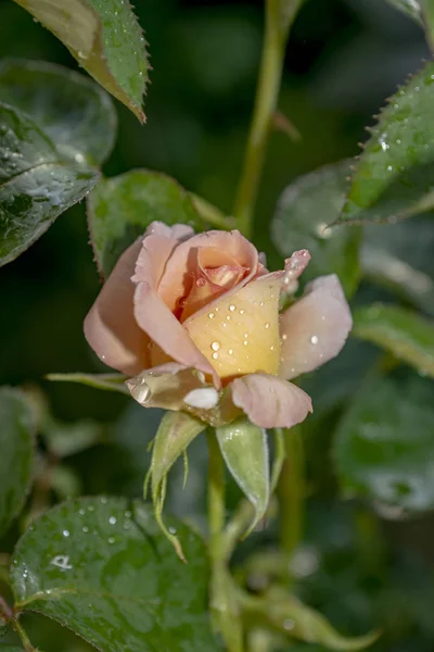 Una Delgada Rama Una Rosa Con Delicado Brote Después Una —  Fotos de Stock