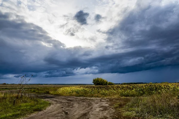 Landelijk Landschap Gebied Van Rijpe Zonnebloemen Slecht Weer Regen Bewolkte — Stockfoto