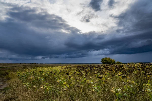 rural landscape, field of ripe sunflowers, bad weather, rain, cloudy day