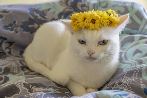 White Blue Eyed Cat Wreath Flowers His Head — Stock Photo, Image