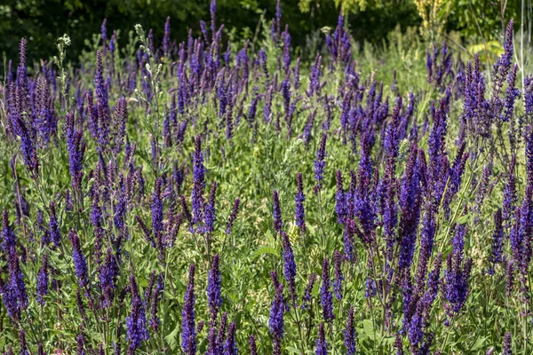 Walk Meadow Flowering Herbs — Stock Photo, Image