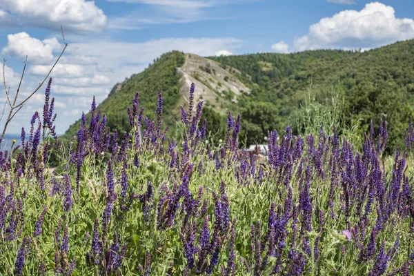 開花ハーブの間の草原を歩く ストック画像