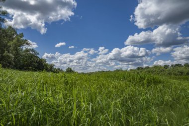 nehir Kıyısında su çayırları ile yürümek