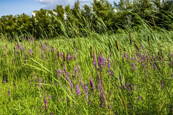 Spaziergang Durch Die Wasserwiesen Flussufer — Stockfoto