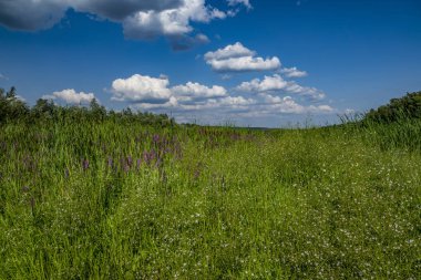 nehir Kıyısında su çayırları ile yürümek