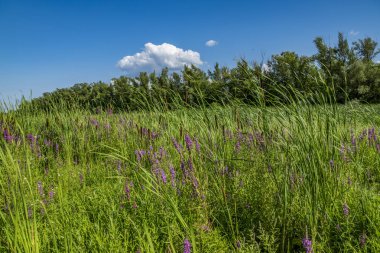 nehir Kıyısında su çayırları ile yürümek