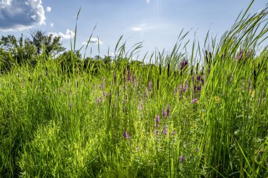 nehir Kıyısında su çayırları ile yürümek