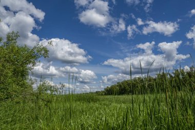 nehir Kıyısında su çayırları ile yürümek
