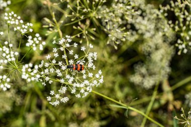 çayır, rengarenk ot ve çizgili böcek