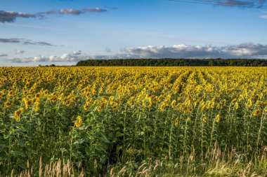kırsal manzara, gökyüzü ve sarı çiçekli ayçiçeği alanı