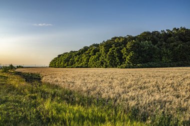 kırsal peyzaj, gün batımı, yol, gökyüzü ve arpa alanı