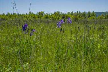 Su çayırlarında yürü