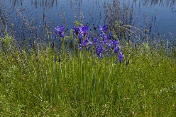 小さな湖のほとりにある野生の紫色の虹彩 — ストック写真