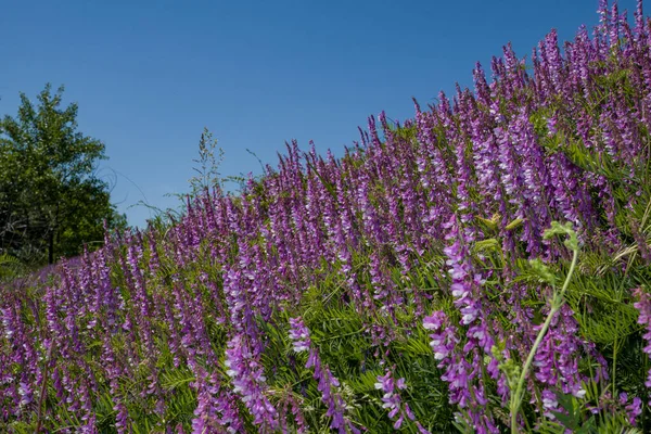 Een Tocht Buiten Stad Naar Boezem Van Natuur Een Wandeling — Stockfoto