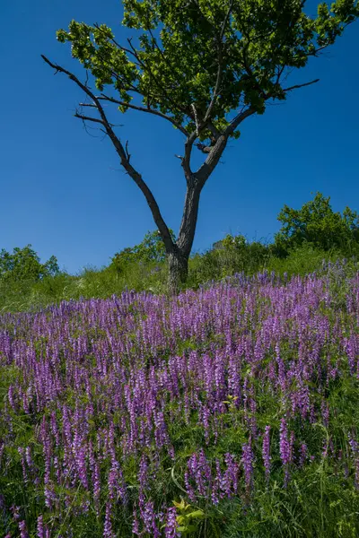 Ein Ausflug Außerhalb Der Stadt Den Schoß Der Natur Ein — Stockfoto