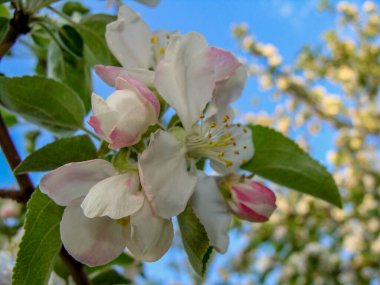 meyve ağacı çiçeği, elma çiçeği.