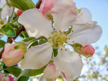 meyve ağacı çiçeği, elma çiçeği.