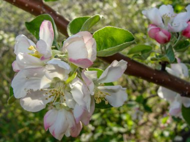 meyve ağaçlarının çiçekleri, elma ağacının çiçekleri.
