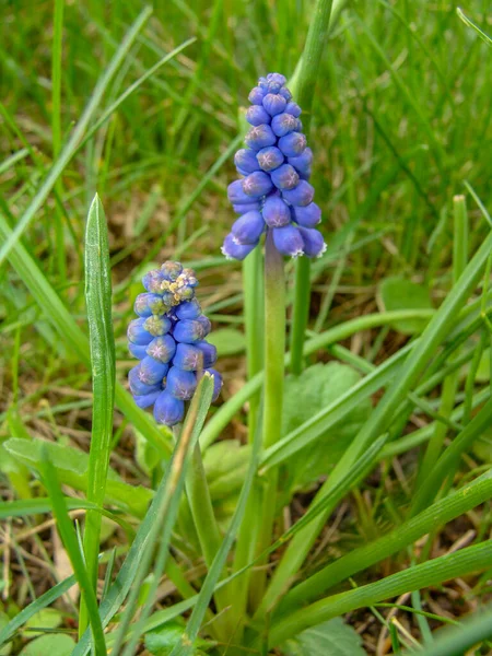 Kék Muszkari Virágok Virágágyban — Stock Fotó