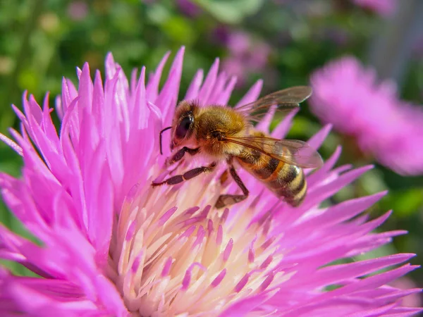 庭の花のピンク色の花に蜂がいて ストック写真