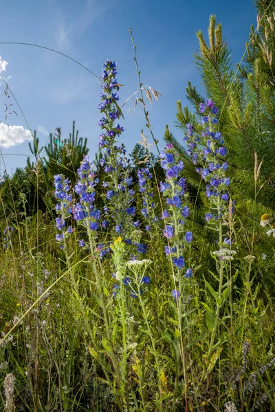 Wandel Boezem Van Natuur — Stockfoto