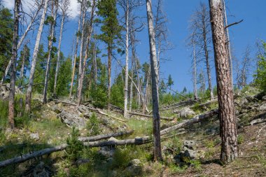 Büyük kaya ve kayaların arasında ormanda yürü.