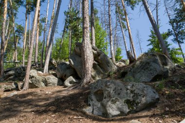 Büyük kaya ve kayaların arasında ormanda yürü.