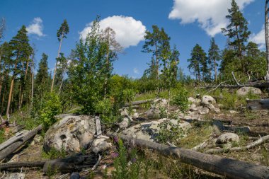 Büyük kaya ve kayaların arasında ormanda yürü.